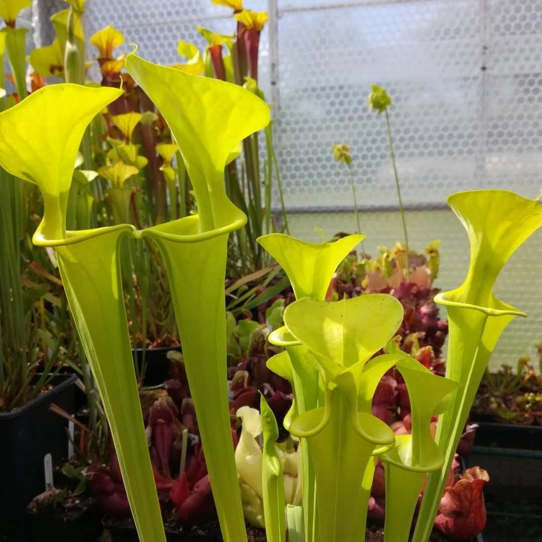 var. maxima, Dinwiddie (I. Salter)