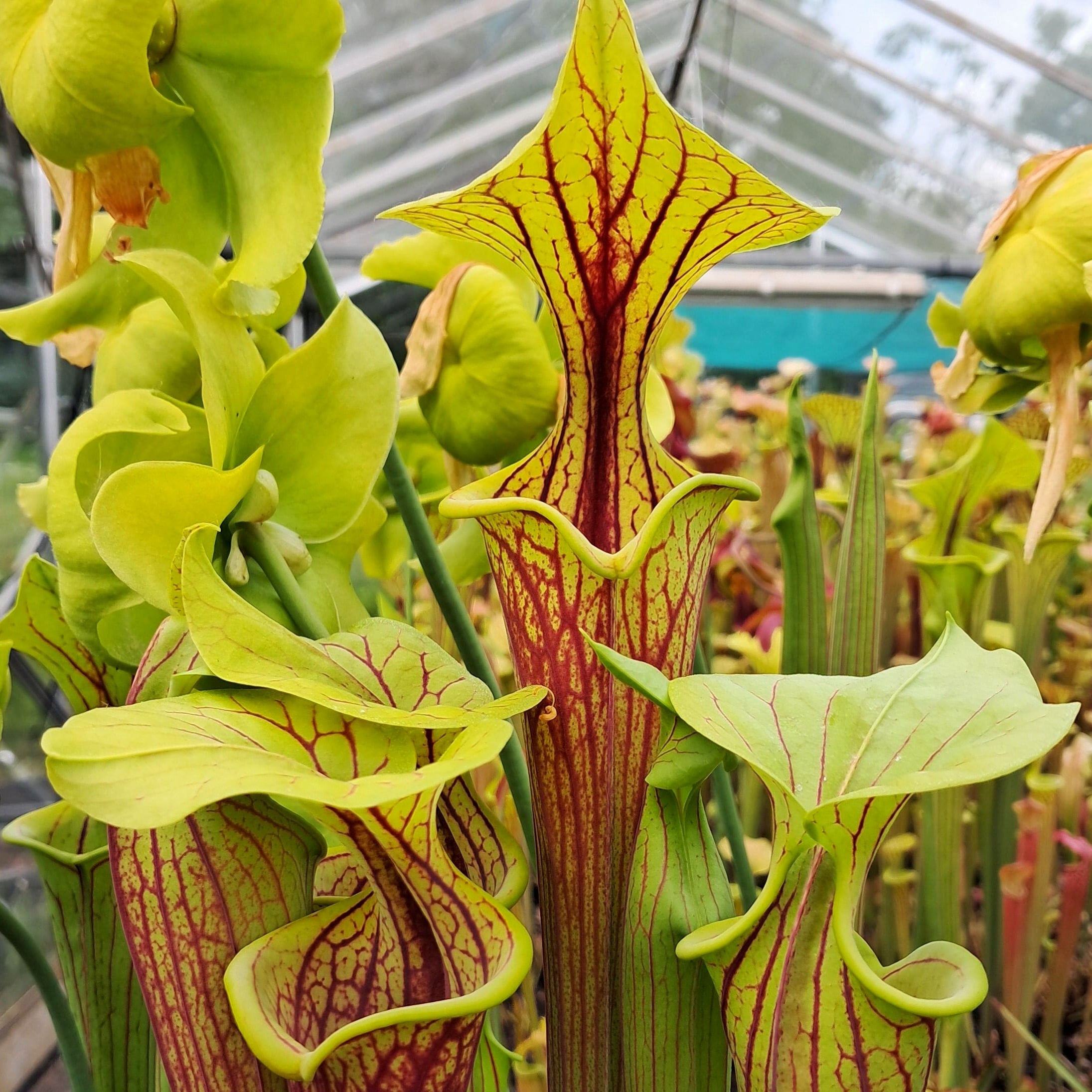 var. ornata, Bay Co.