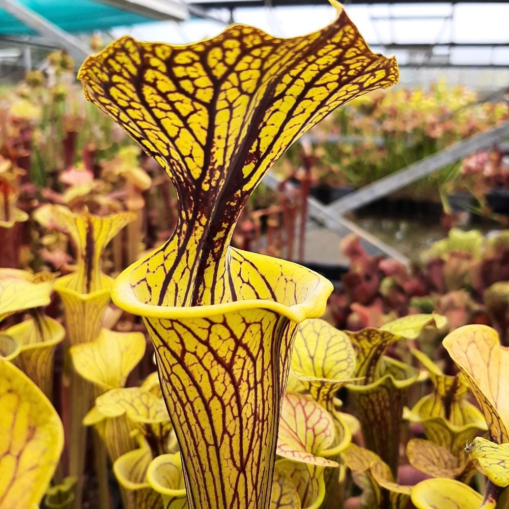 var. ornata („Black Veins“ x „Pencil Stripe“)