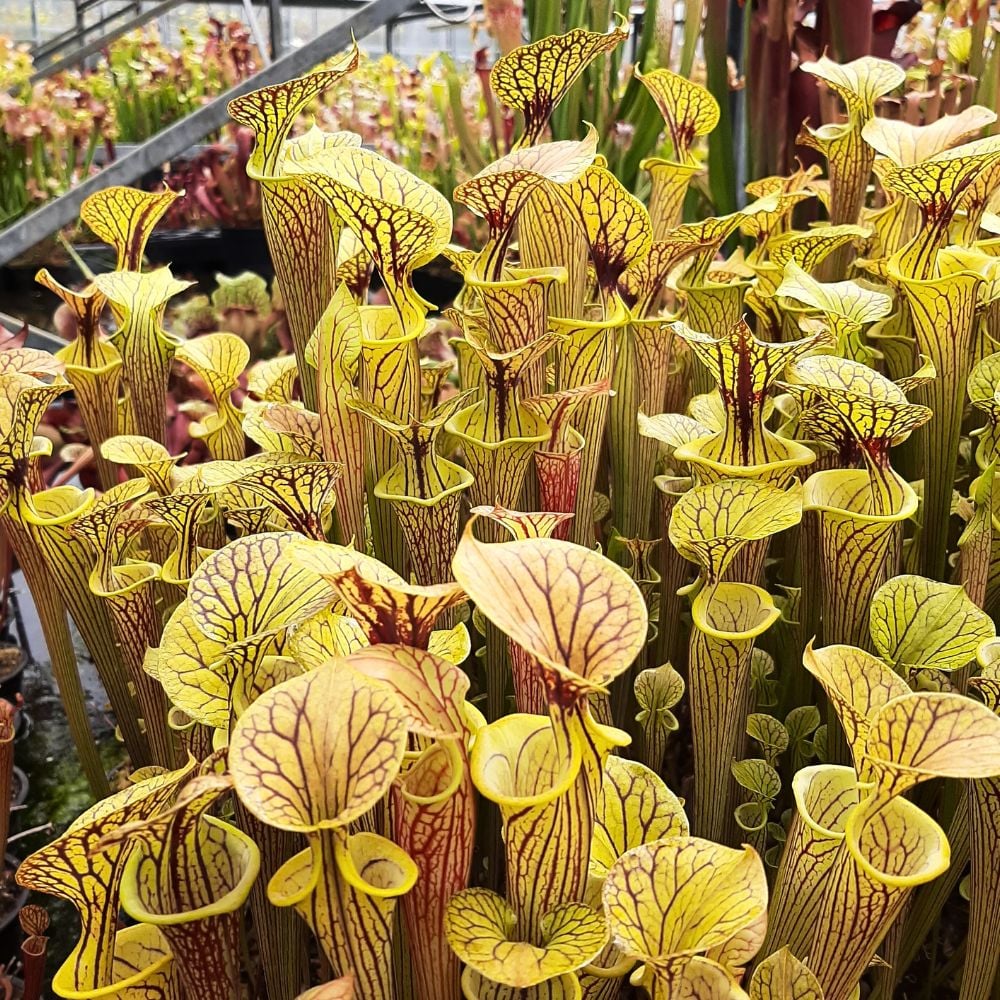 var. ornata („Black Veins“ x „Pencil Stripe“)