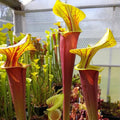 var. rubricorpora, Sumatra, Fl. (DCB, F154 RvL)