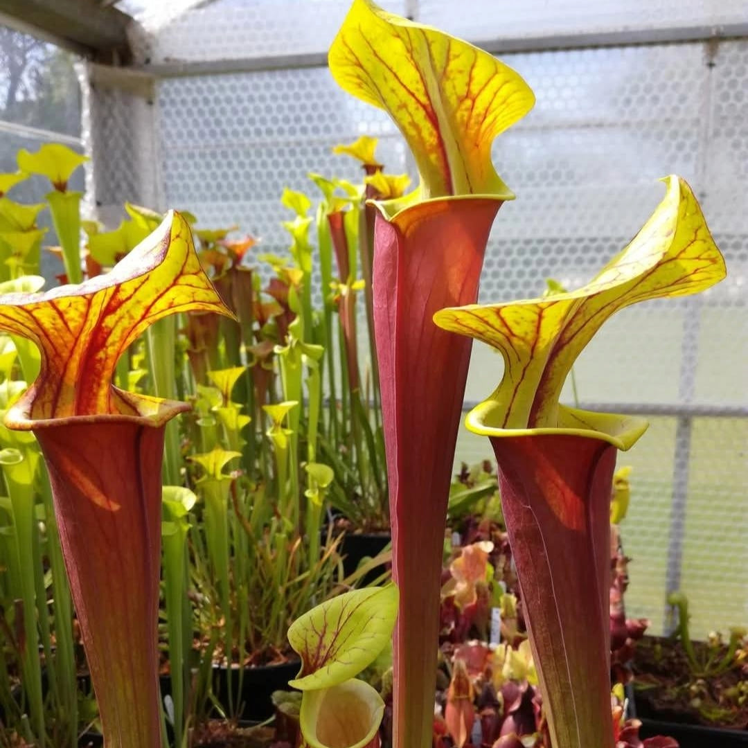var. rubricorpora, Sumatra, Fl. (DCB, F154 RvL)