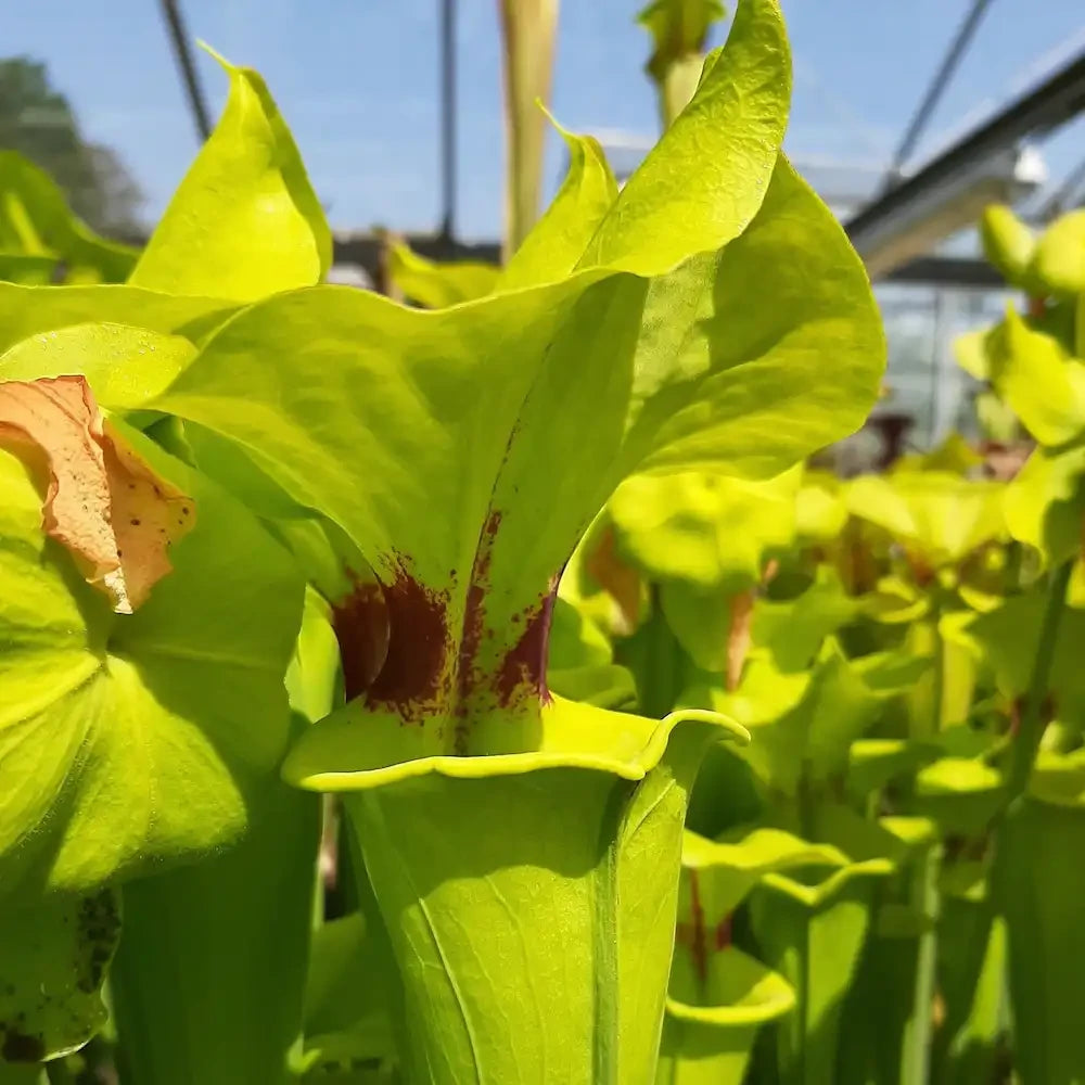 Close up van gele bekerplant: Sarracenia flava var. rugelii