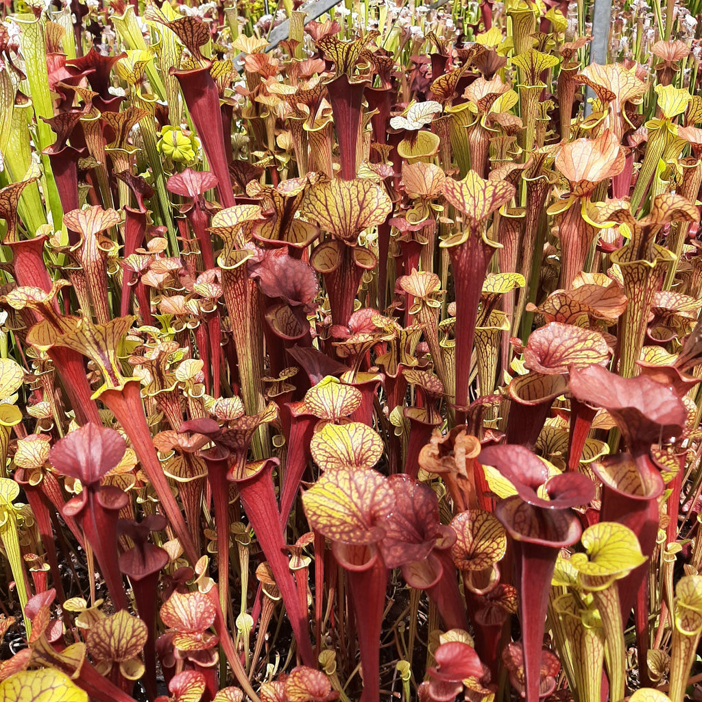 'Waccamaw' x 'Black Veins' (seed-grown individuals)