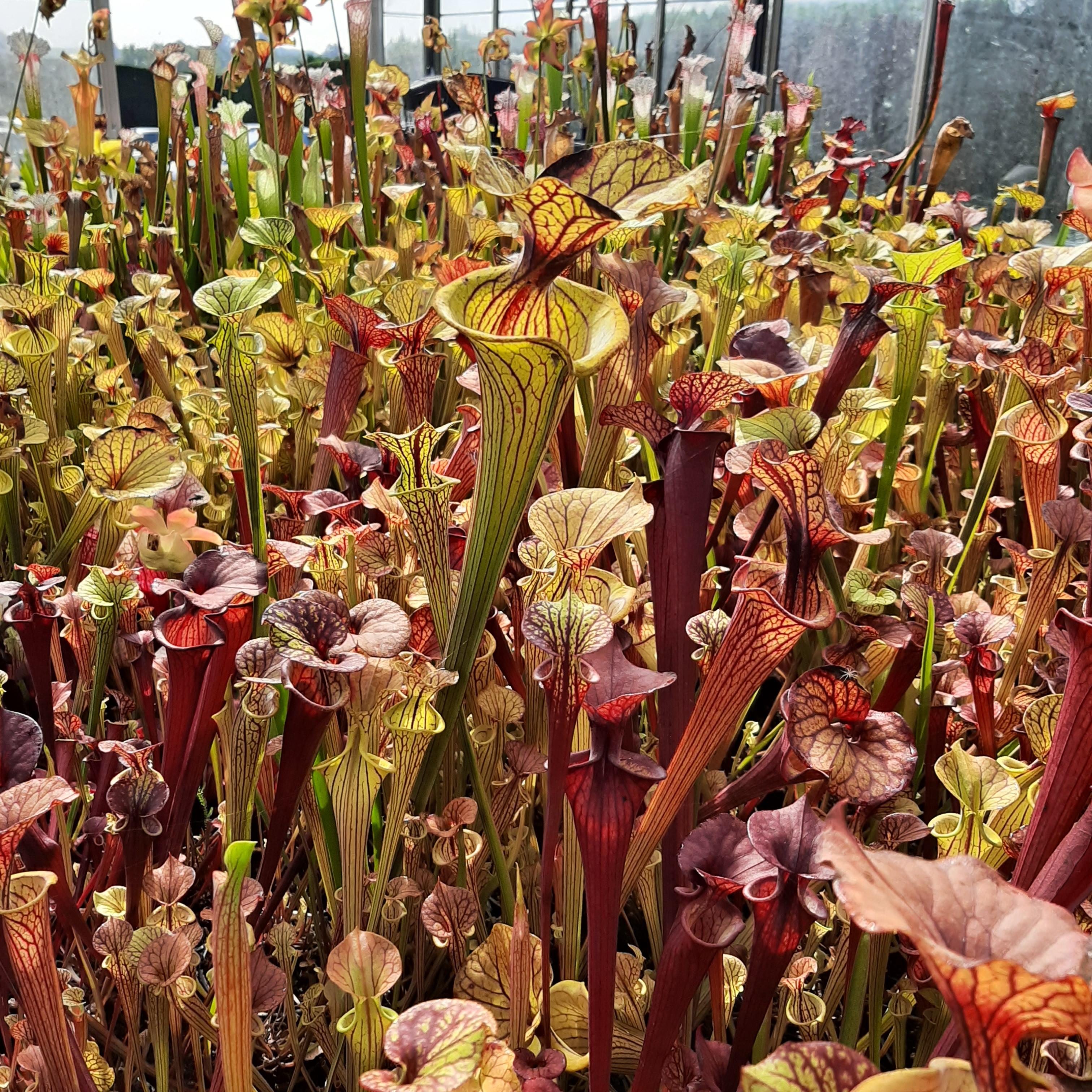 'Waccamaw' x 'Black Veins' (seed-grown individuals)