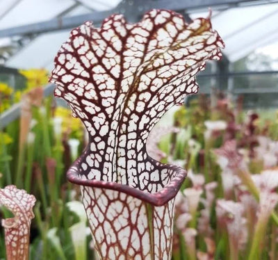 S. leucophylla