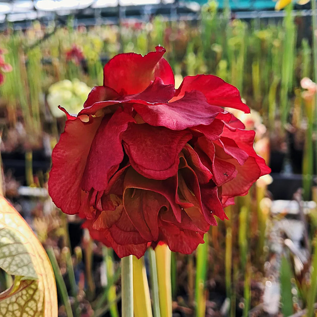 "Paeonia"