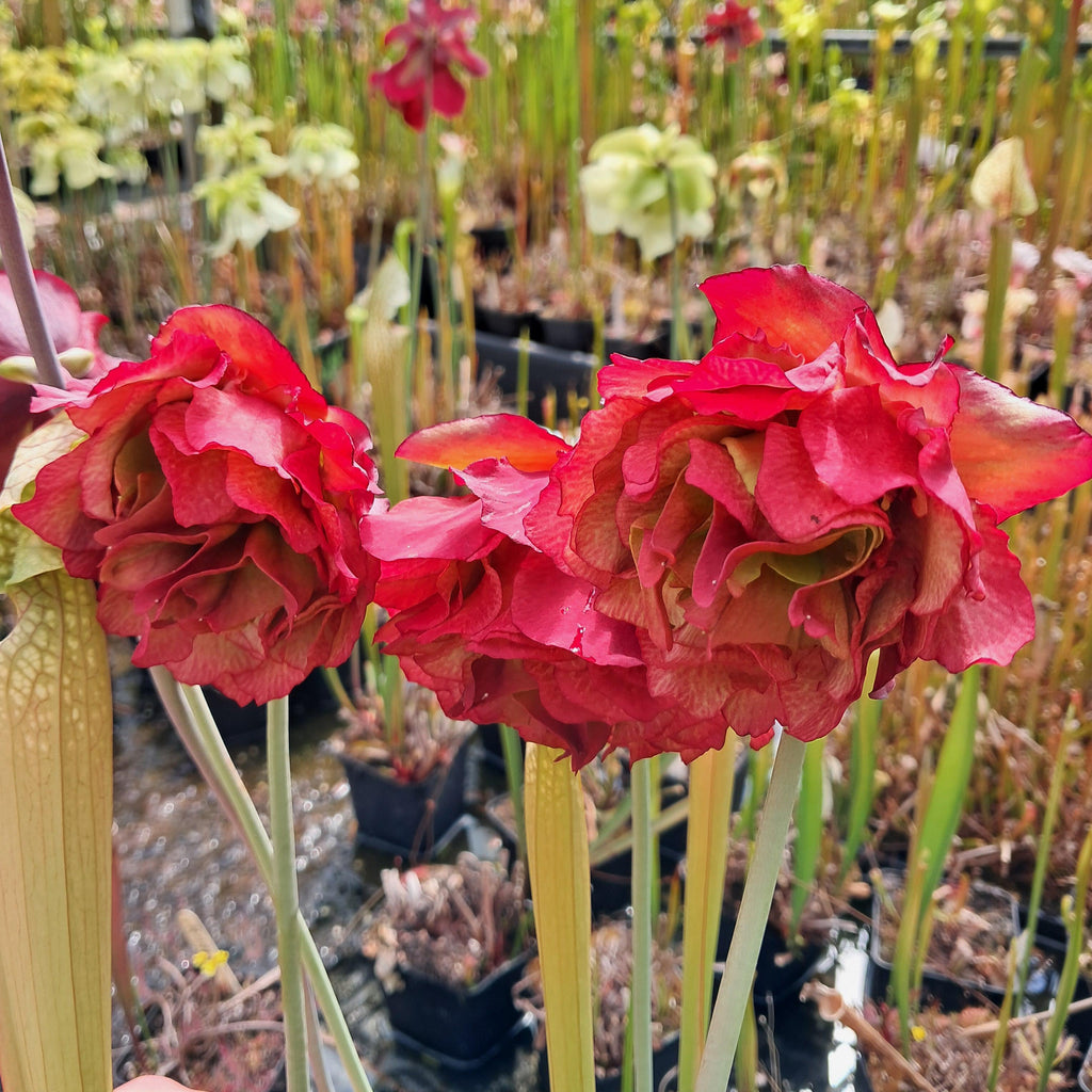 "Paeonia"