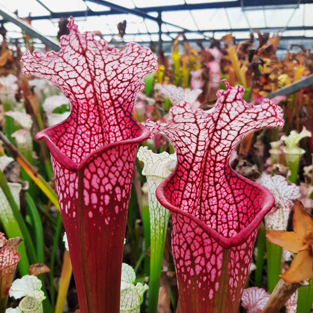 Pensacola, Escambia Co., Fl. "pink form"