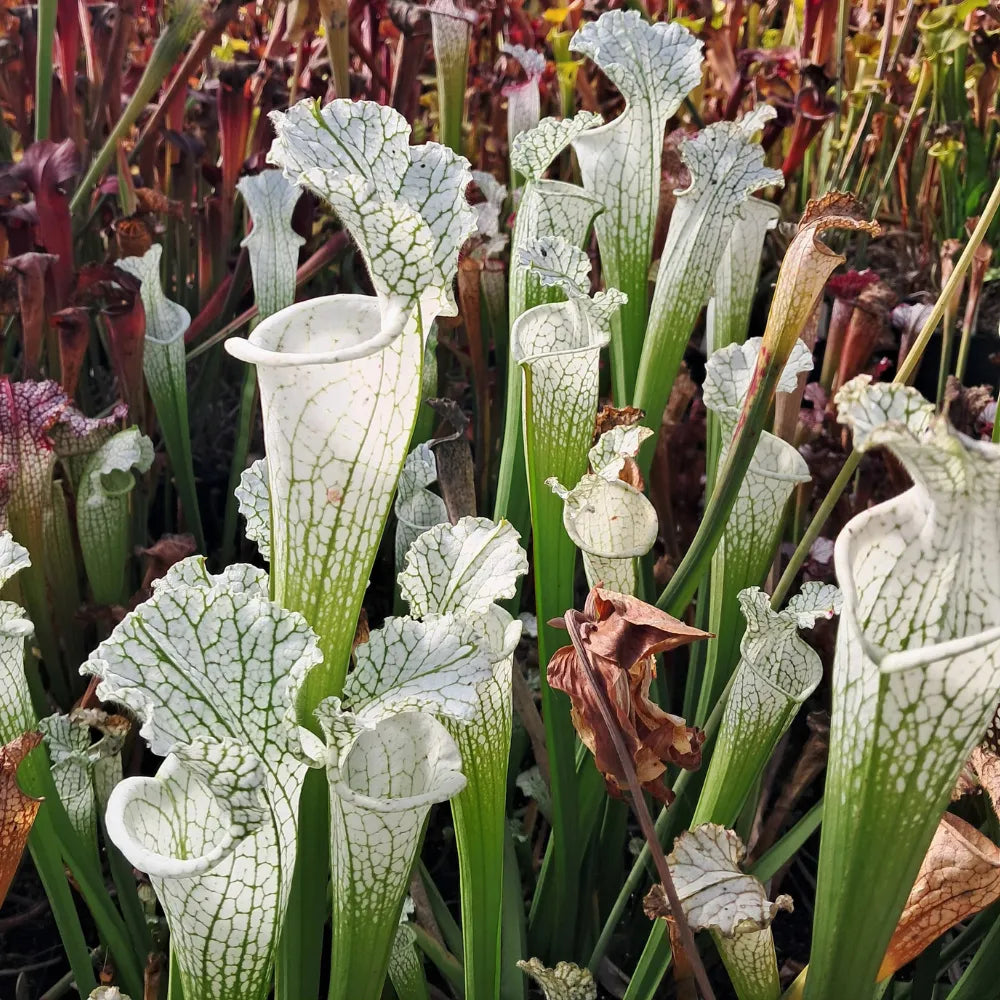 leucophyllla var. alba (HCW 7 x F), aus Samen gezogen