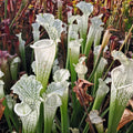 leucophyllla var. alba (HCW 7 x F), aus Samen gezogen