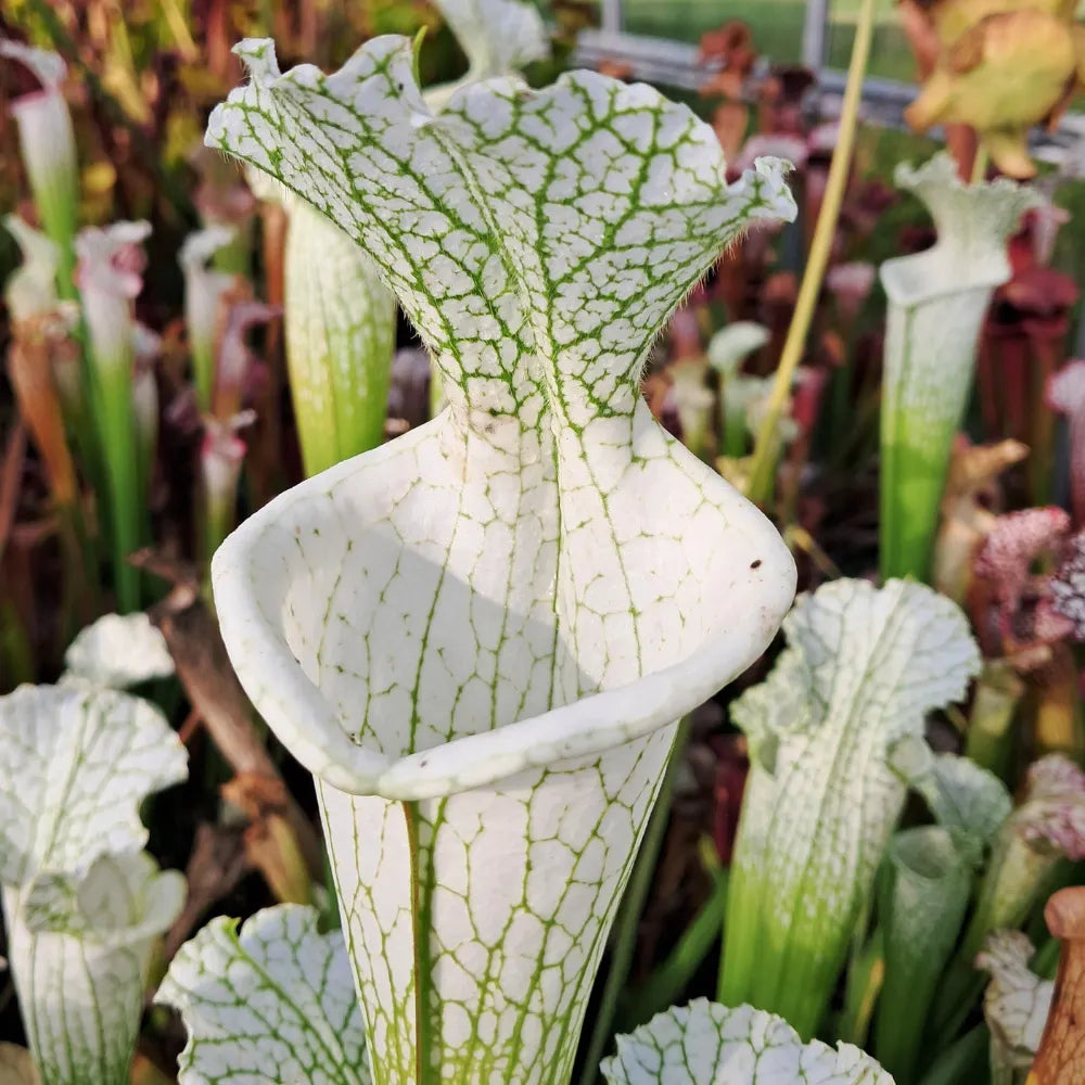 leucophyllla var. alba (HCW 7 x F), aus Samen gezogen