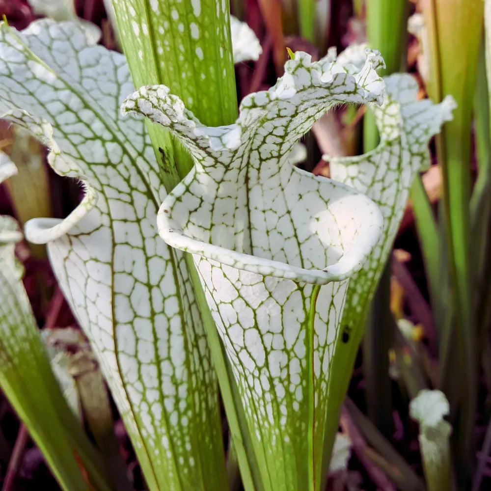 leucophyllla var. alba (HCW 7 x F), aus Samen gezogen