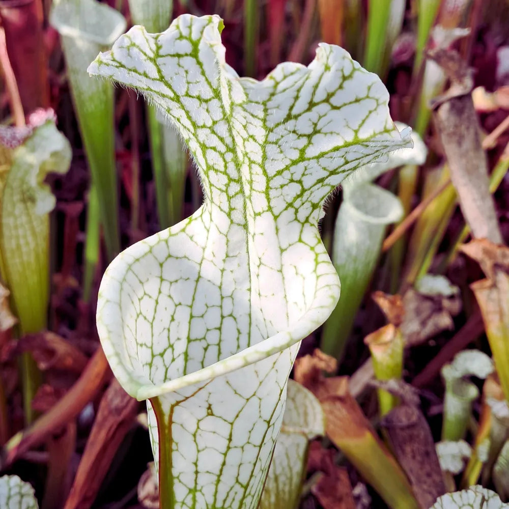 leucophyllla var. alba (HCW 7 x F), aus Samen gezogen