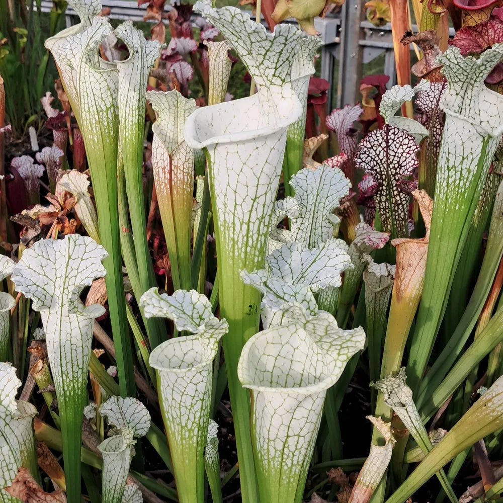 leucophyllla var. alba (HCW 7 x F), aus Samen gezogen