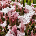 'Pink Thing' MKH187