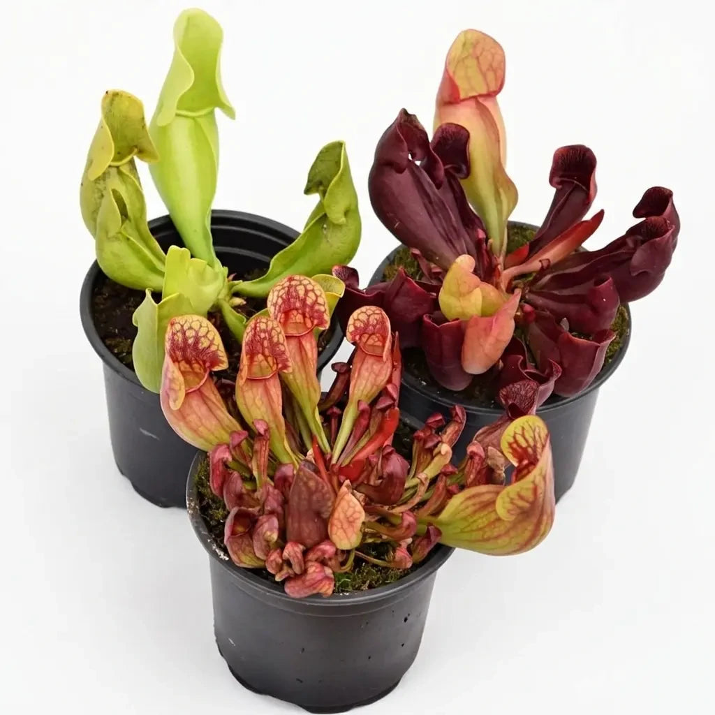 Pakket Sarracenia purpurea winterhard