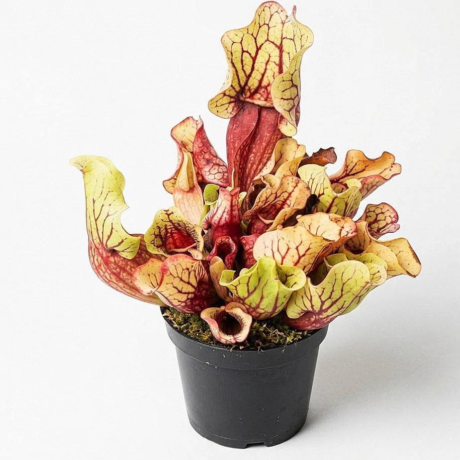 ssp. venosa (Belly of Blood x Belly of Blood)