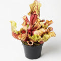 ssp. venosa (Belly of Blood x Belly of Blood)