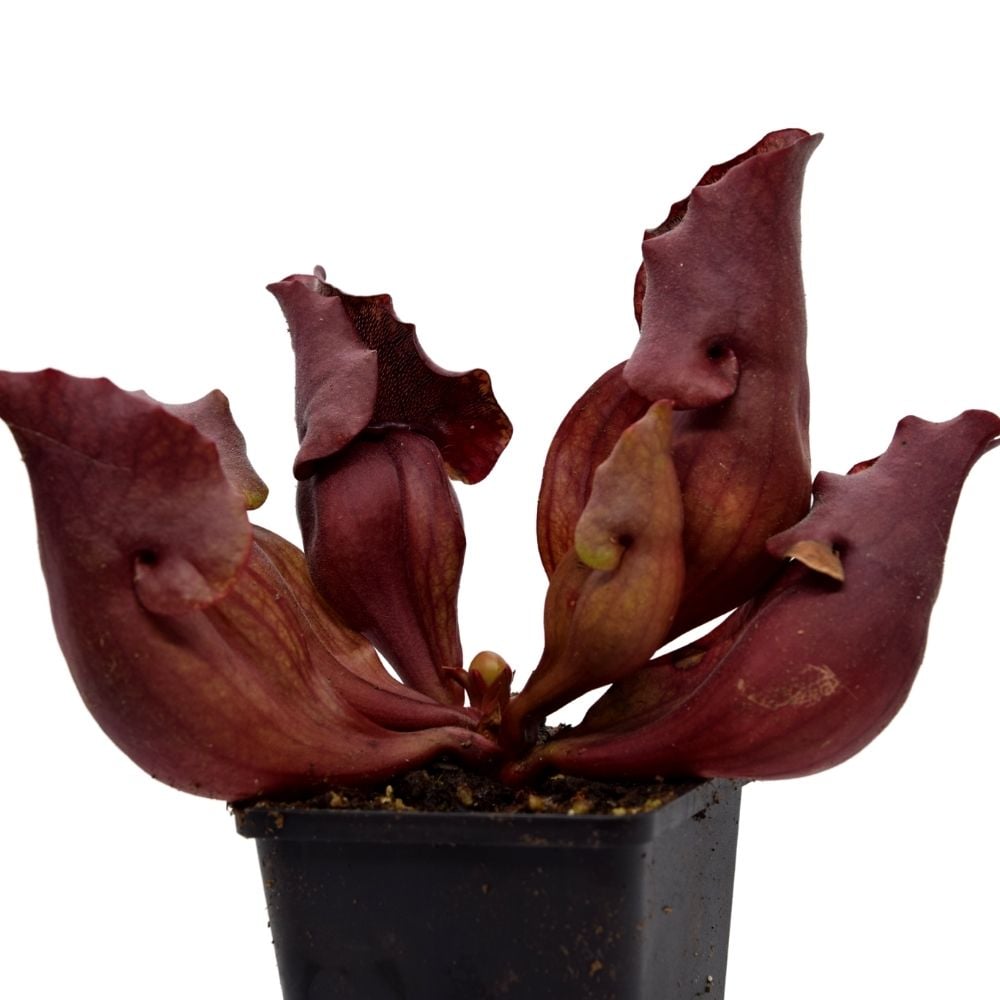 ssp. venosa "all red form"