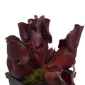 purpurea ssp. venosa var. burkii f. luteola x venosa gelbe Blüte