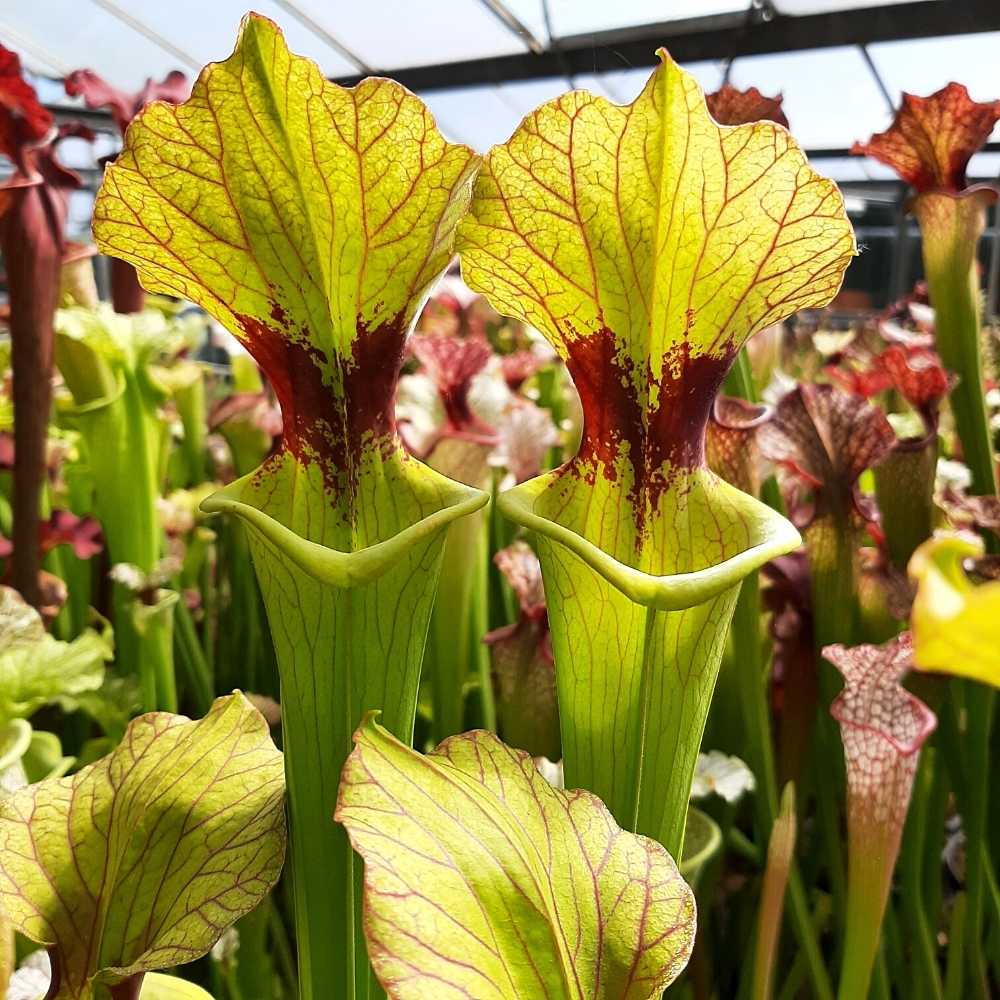 x moorei 'Brooks Hybrid'
