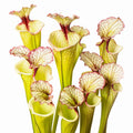 x moorei 'Leah Wilkerson'