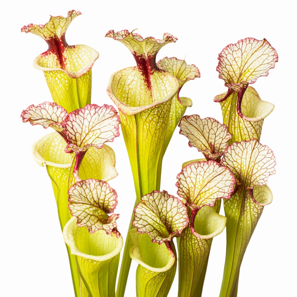 x moorei 'Leah Wilkerson'