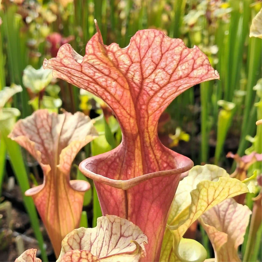 x moorei 'Welsh Dragon'