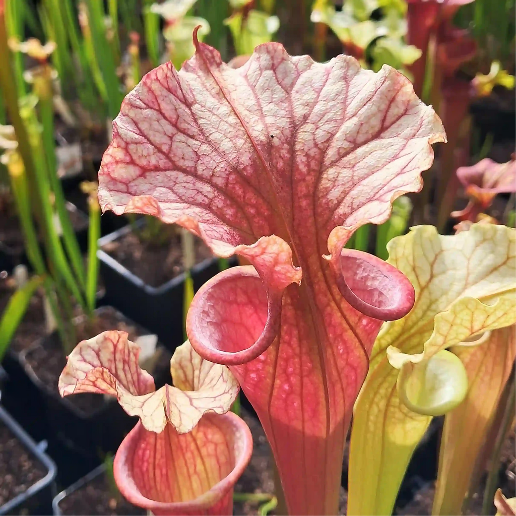 x moorei 'Welsh Dragon'