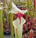 x moorei (seed-grown)