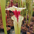x moorei (seedgrown)