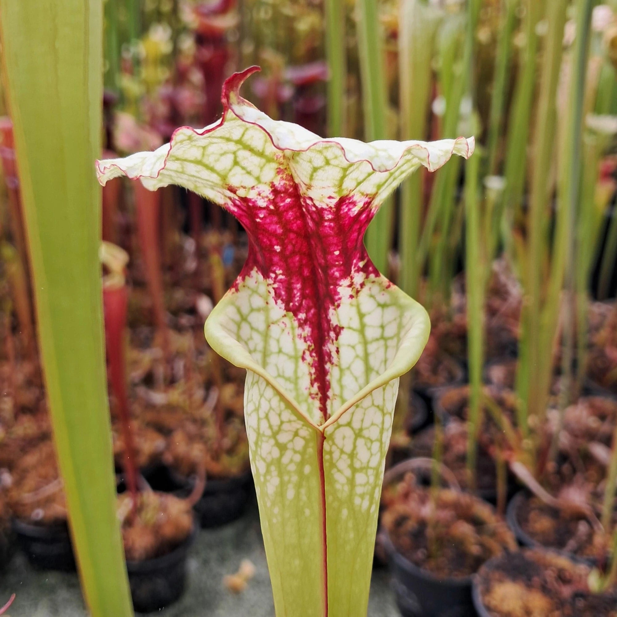 x moorei (seedgrown)