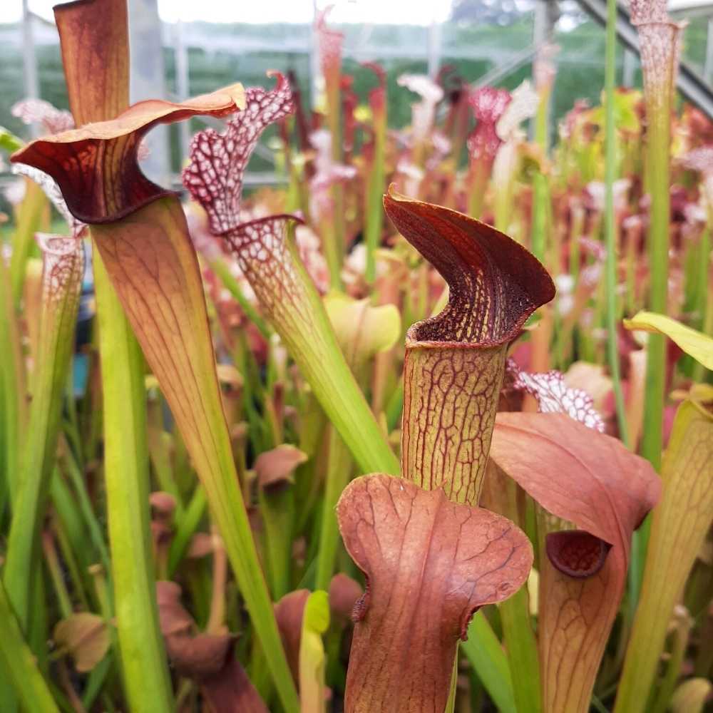 Mobile Co. (wild seed)