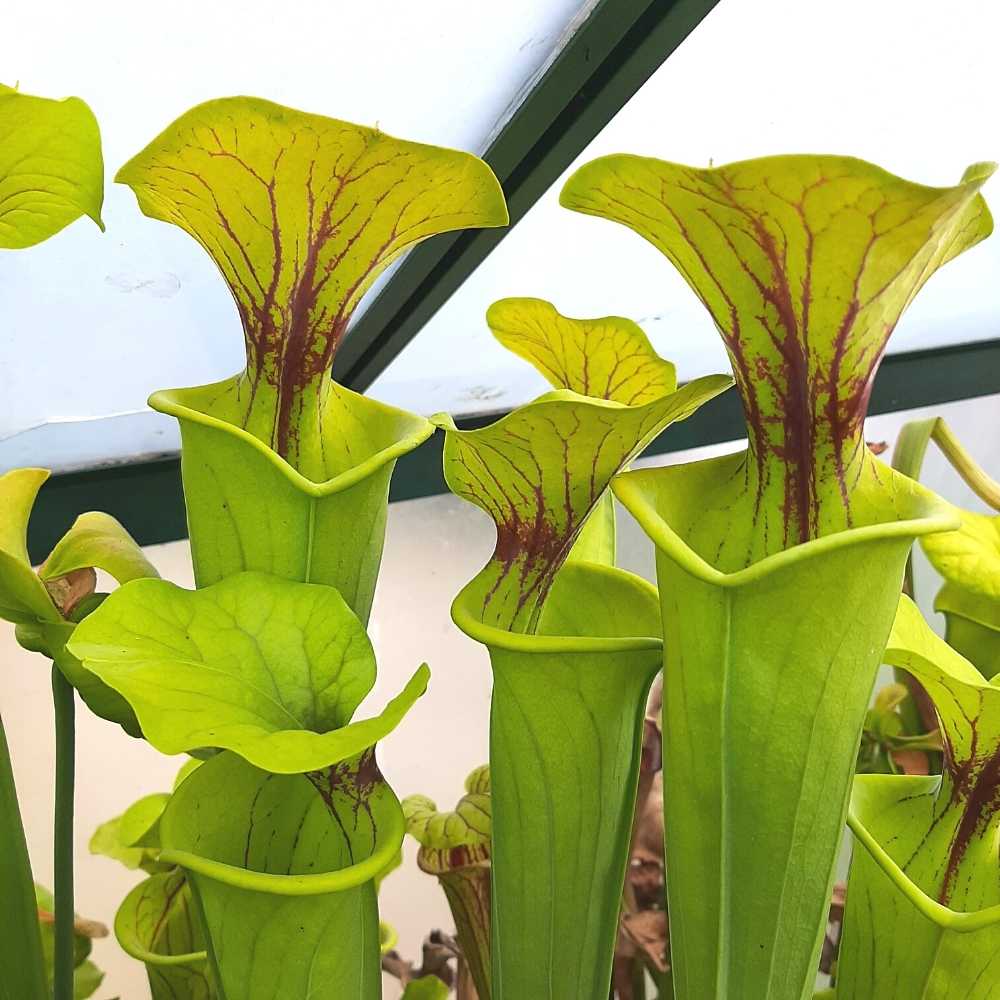 var. flava giant "Adrian Slacks Maxima"