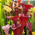 var. atropurpurea Ganz rot, Blackwater River State Forest, Fll MKF27A