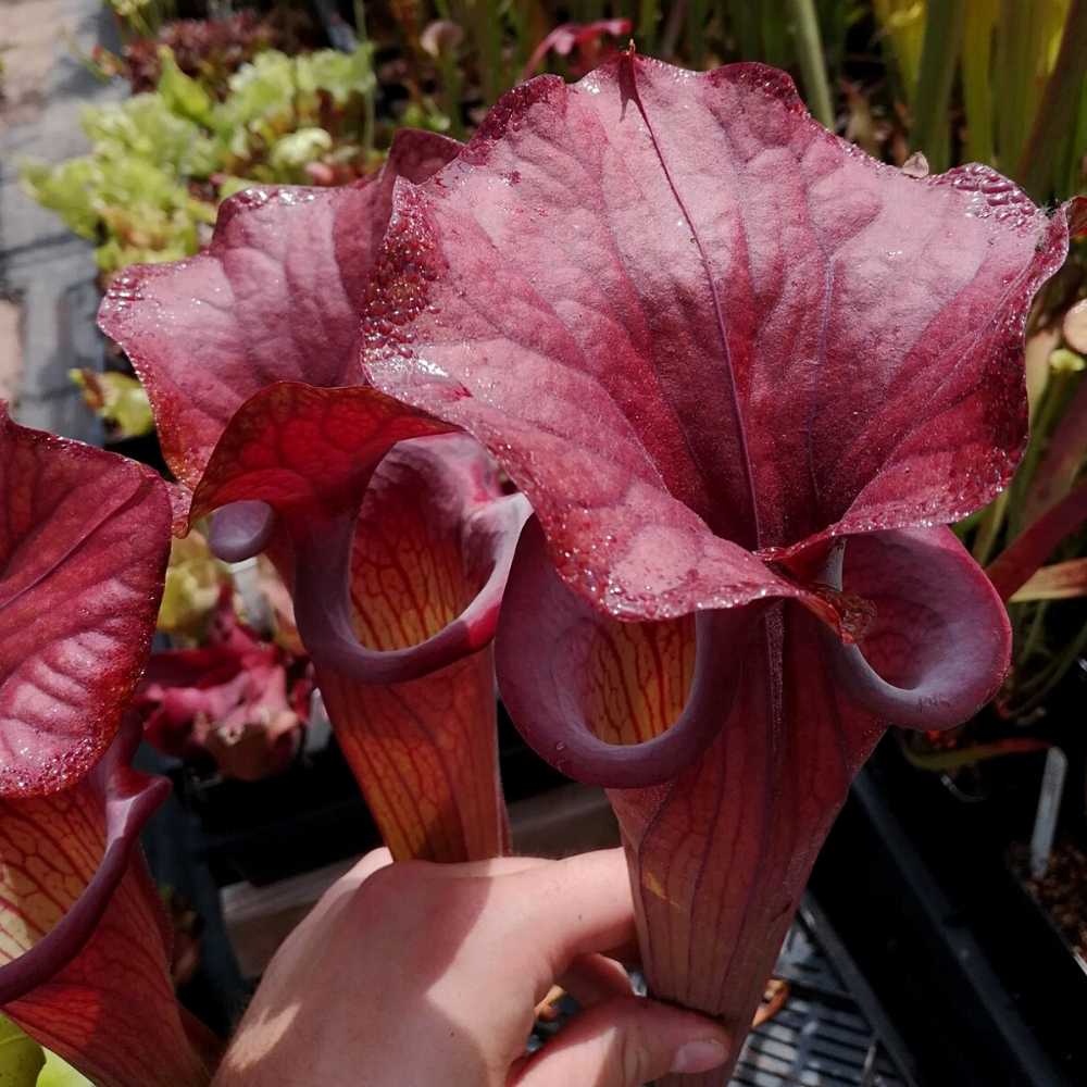 var. atropurpurea/ornata clone F131D M. Srba