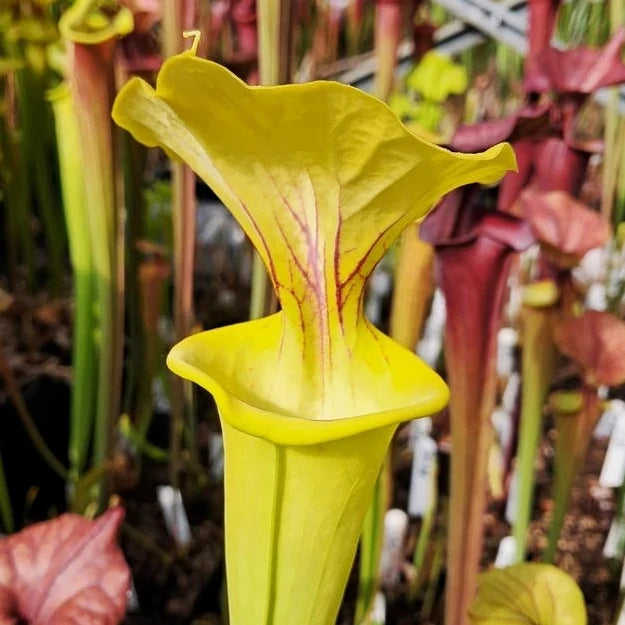 var. flava 'Goldie'