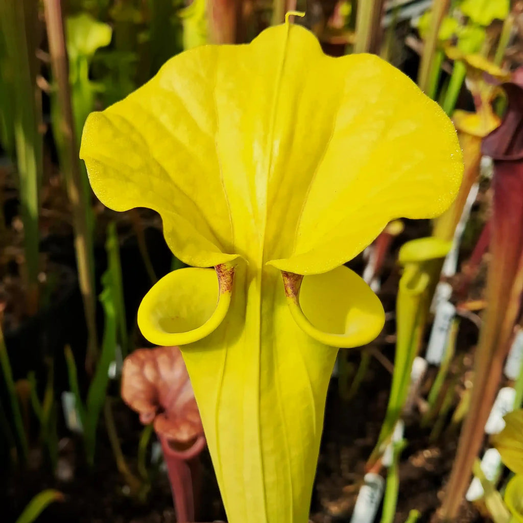 var. flava 'Goldie'