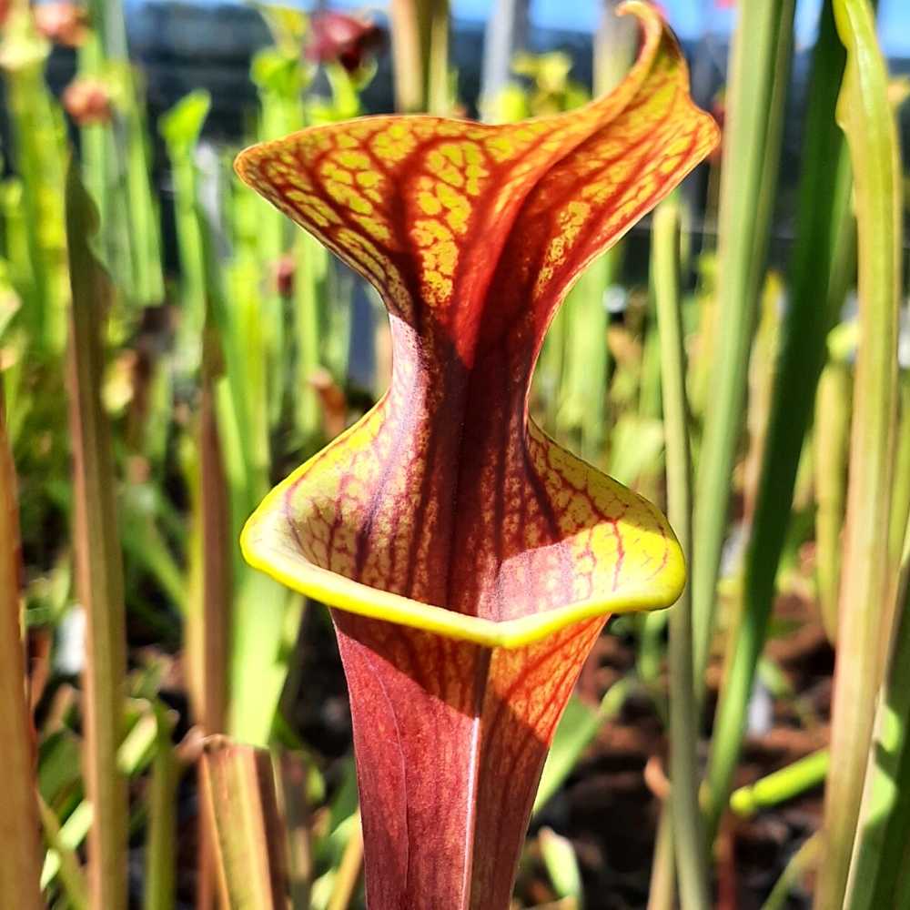 var. rubricorpora, stark geadert, roter Deckel