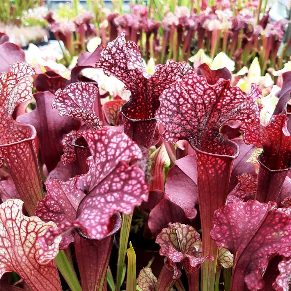 S. 'Judith Hindle'