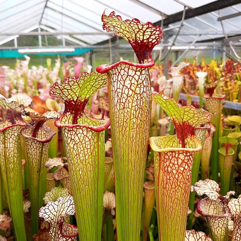 x moorei 'Leah Wilkerson'