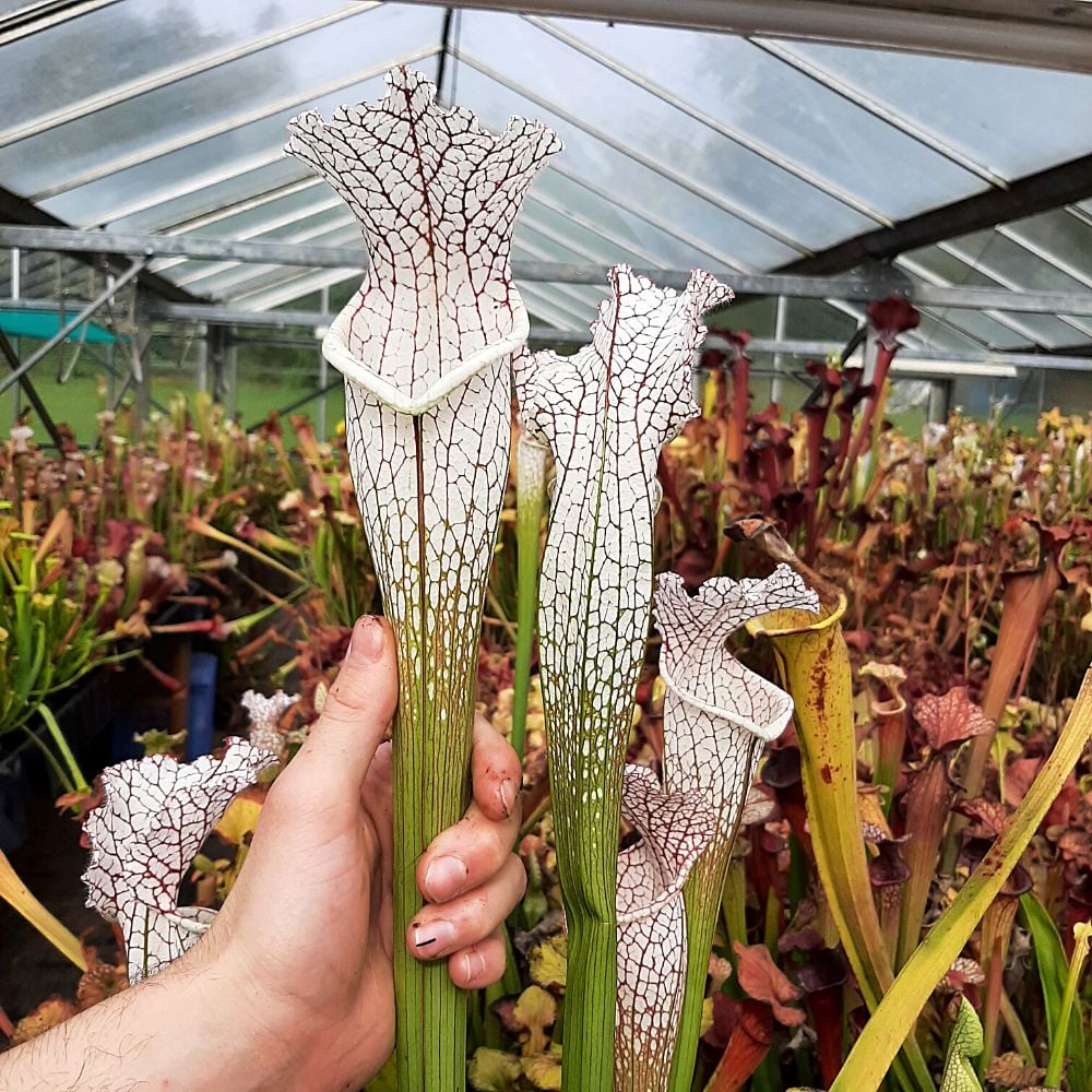 selection, huge mouth, red veins