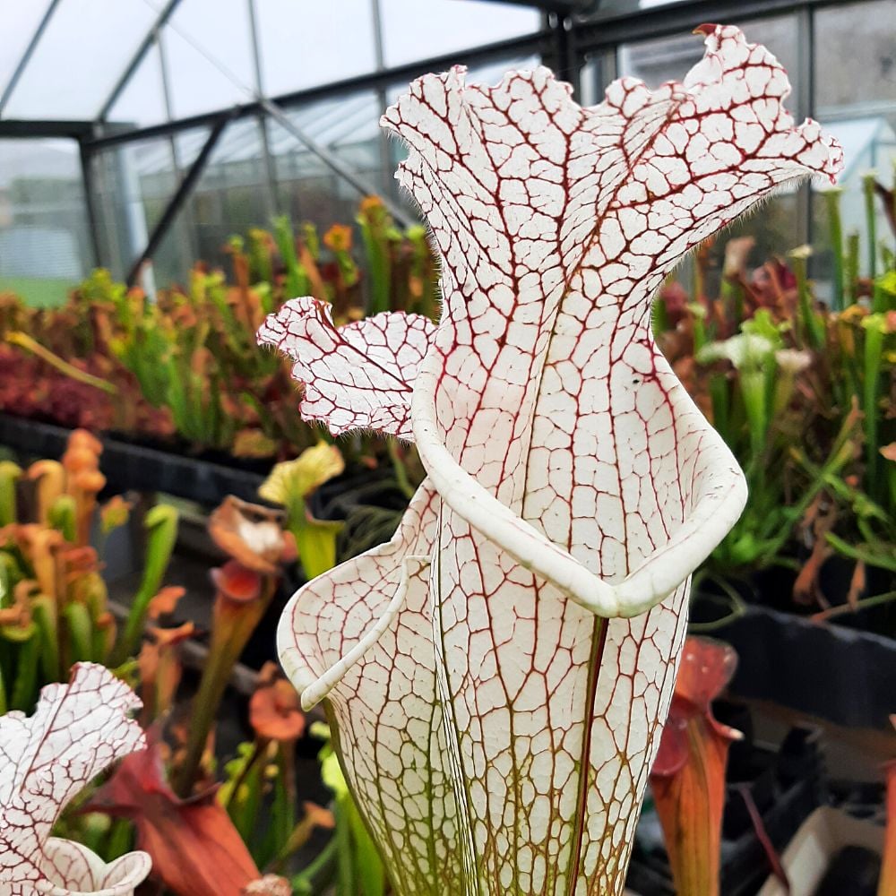 selection, huge mouth, red veins
