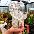 selection, huge mouth, red veins