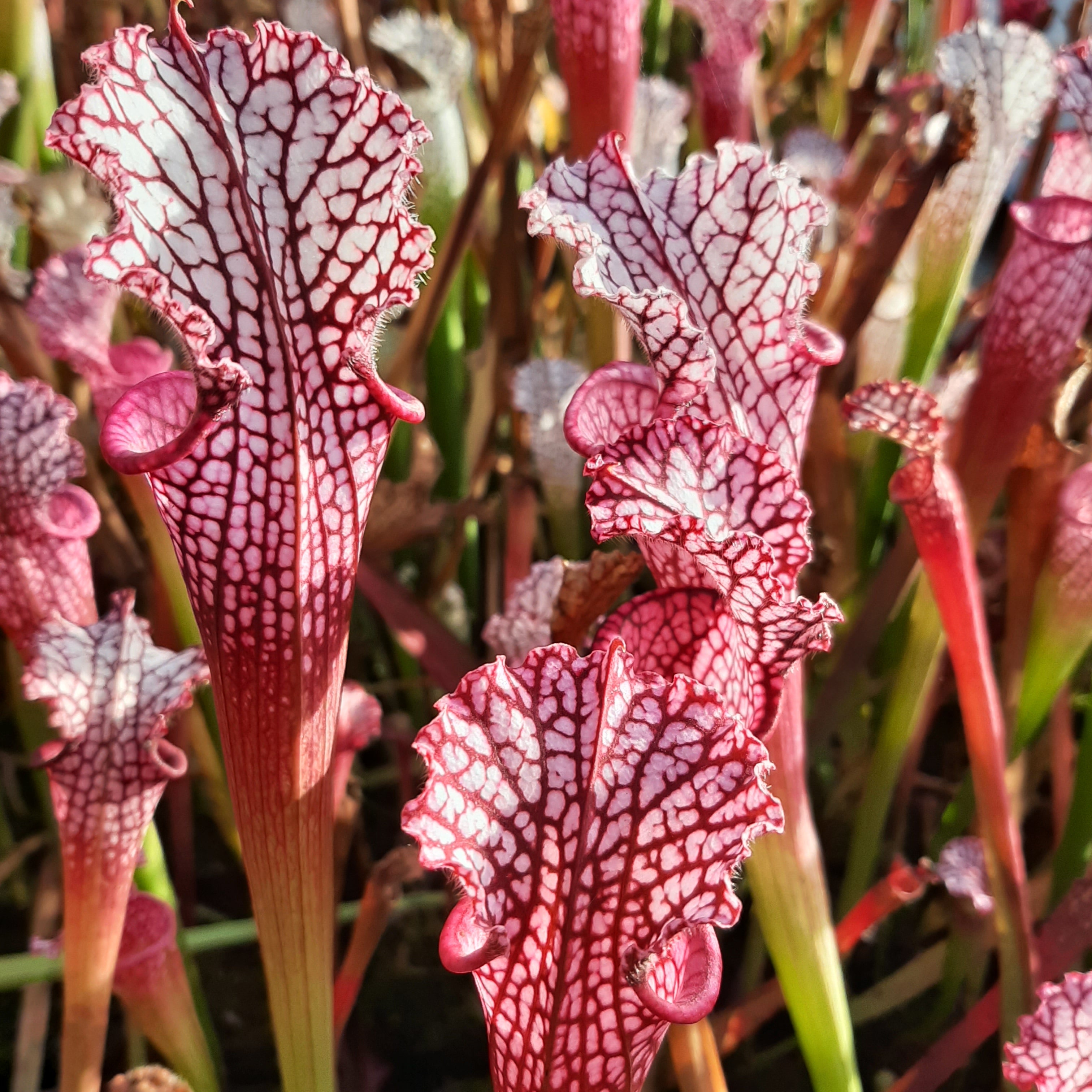 Pensacola, Escambia Co., Fl. "pink form"