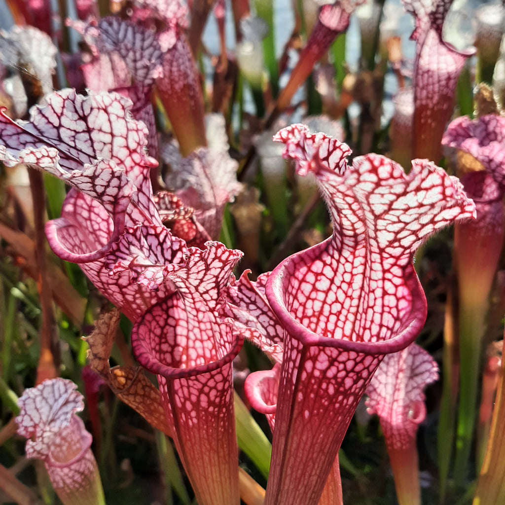 Pensacola, Escambia Co., Fl. "pink form"