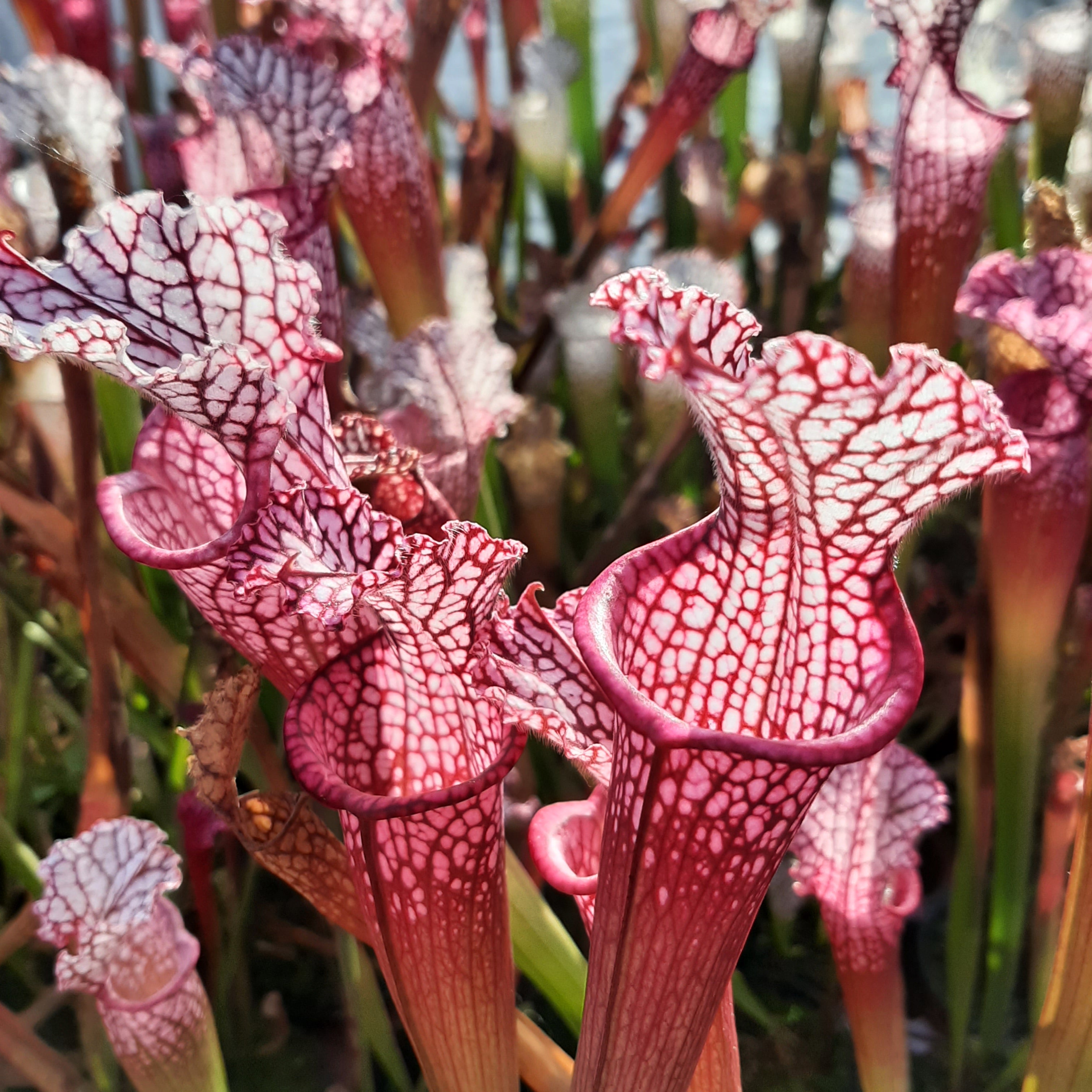 Pensacola, Escambia Co., Fl. "pink form"