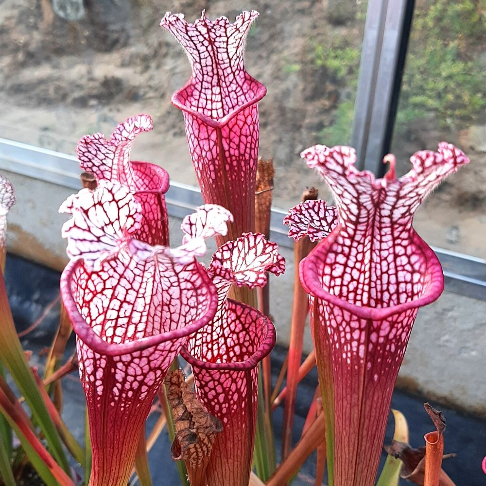 Pensacola, Escambia Co., Fl. "pink form"