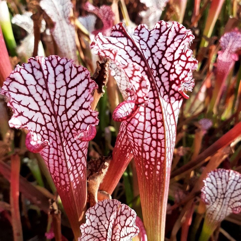 Pensacola, Escambia Co., Fl. "pink form"